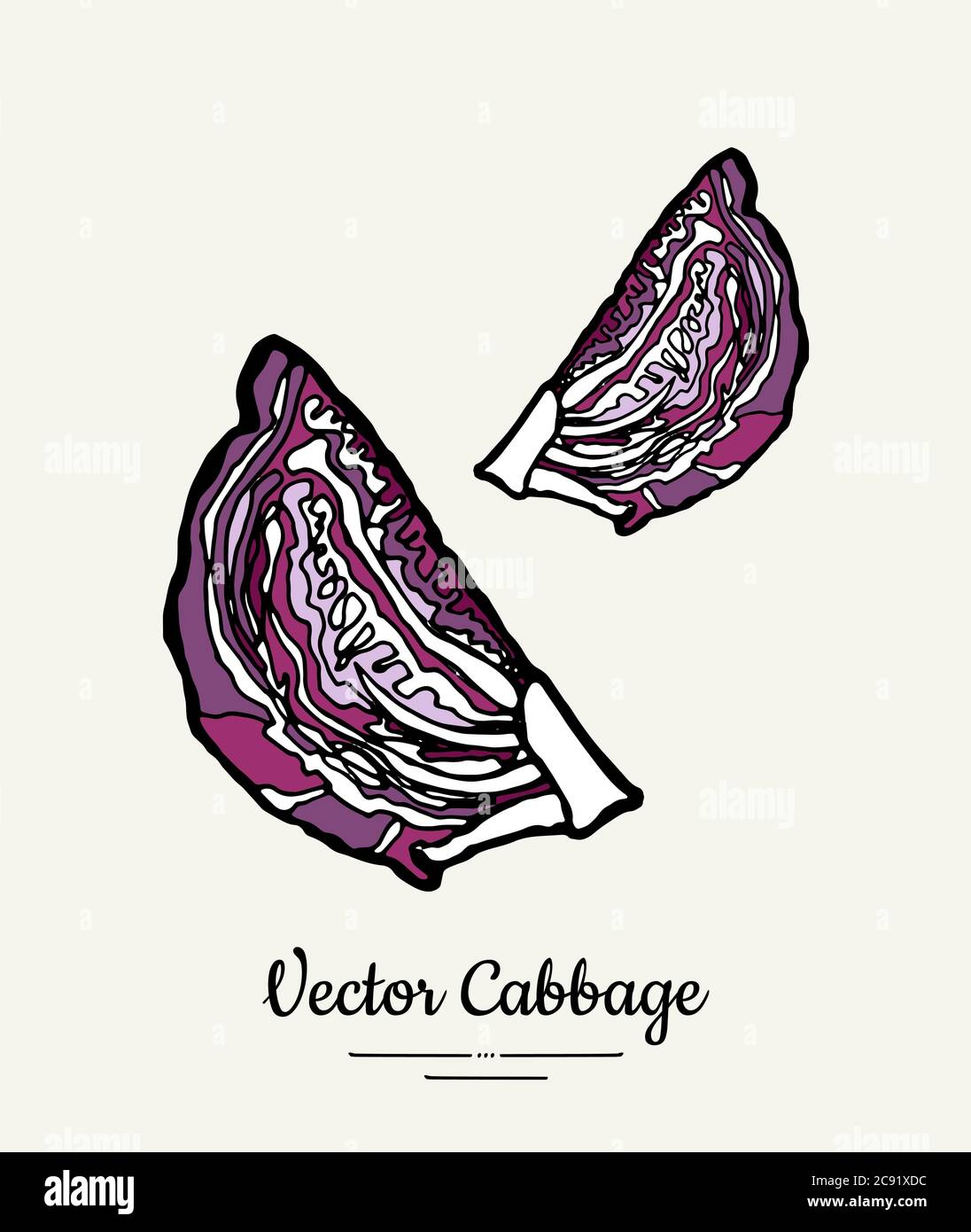 Sliced purple cabbage hand drawn illustration. Isolated green cabbage ...