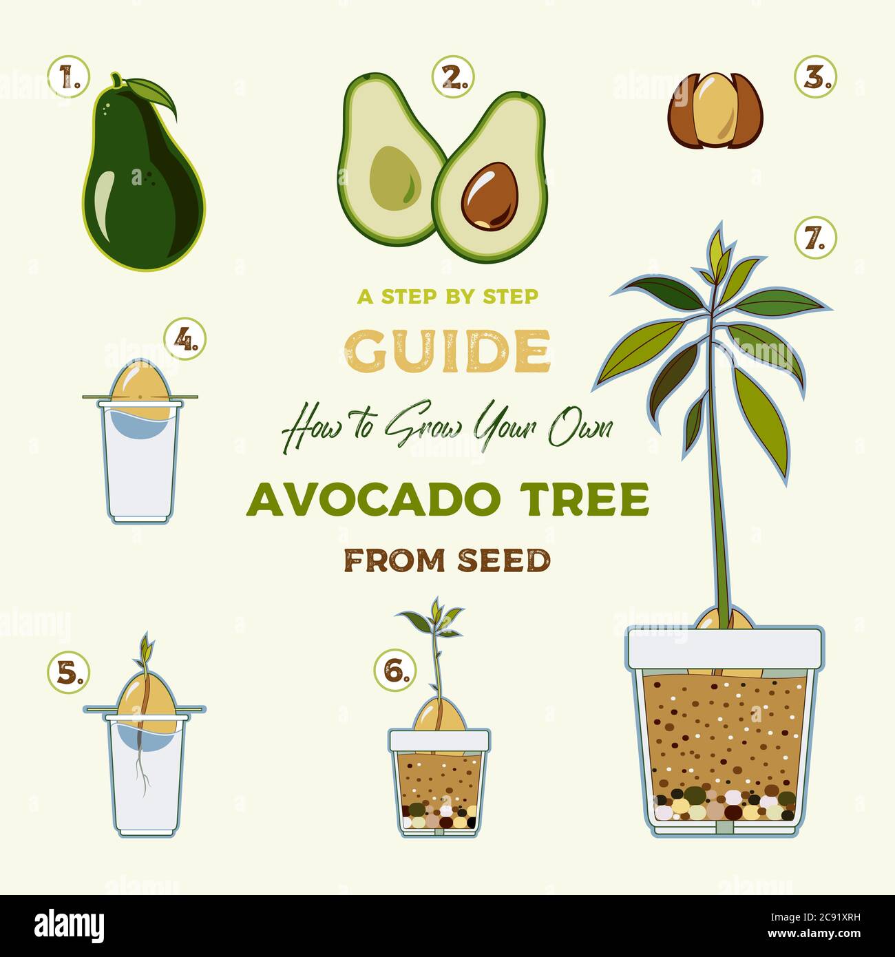 Avocado tree vector growing guide poster. Green simple instruction to ...