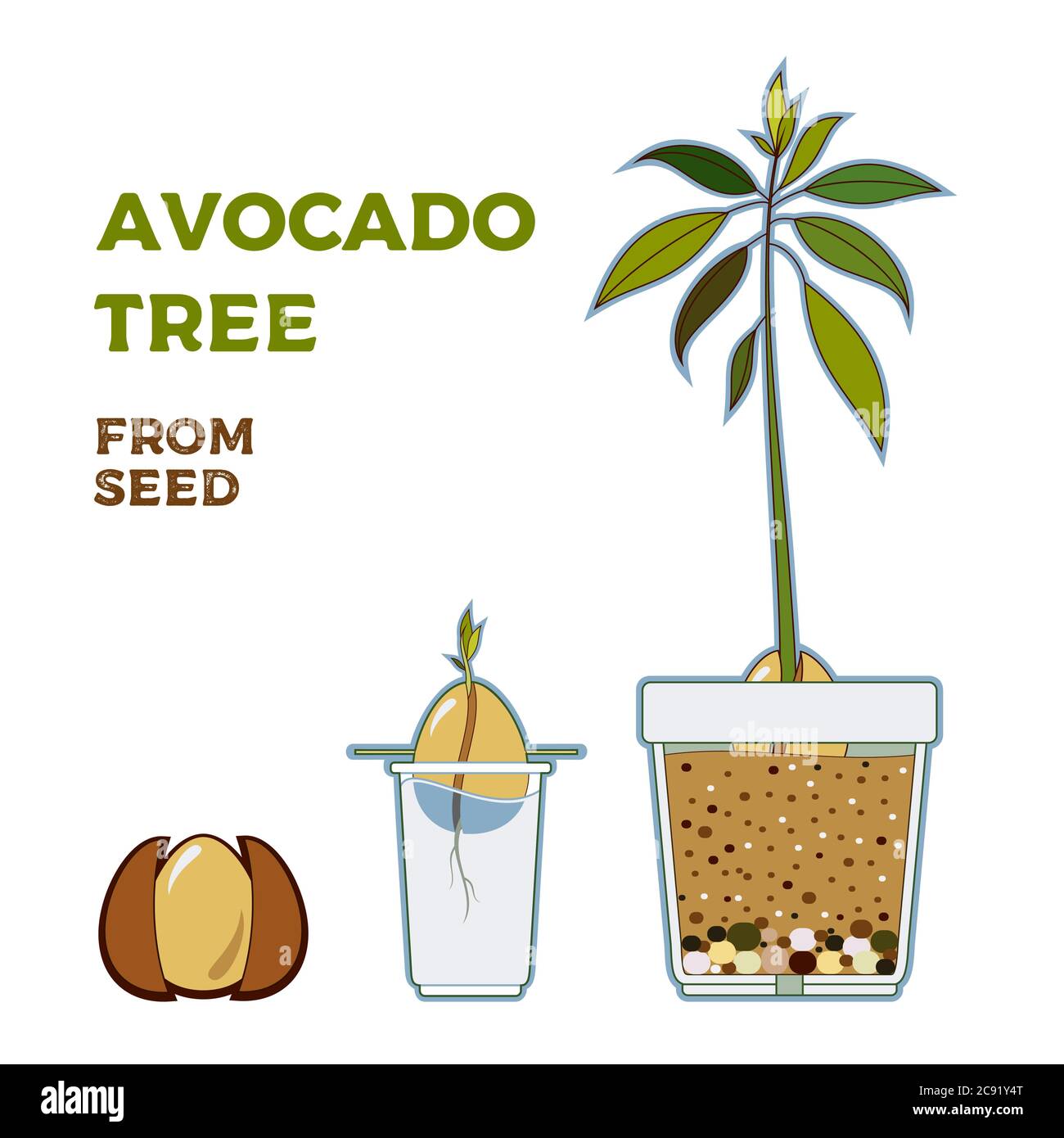 Avocado tree vector growing guide poster. Green simple instruction to ...