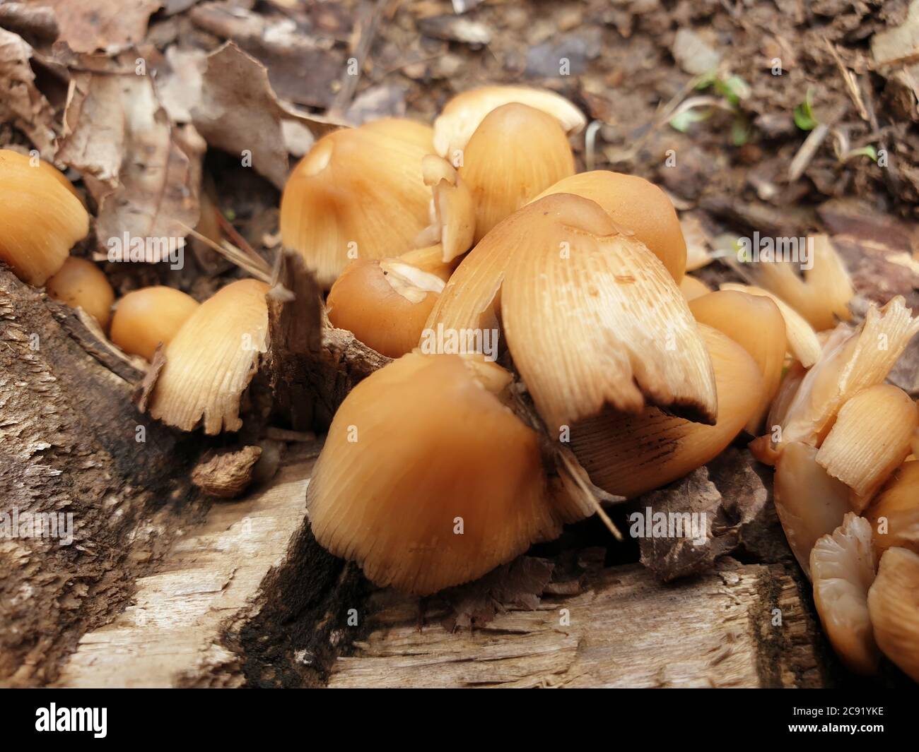 Mushrooms get disgusting WAY before they sprout other fungi. Interested in growing fungi. Fungiculture is the cultivation of mushrooms and other fungi Stock Photo