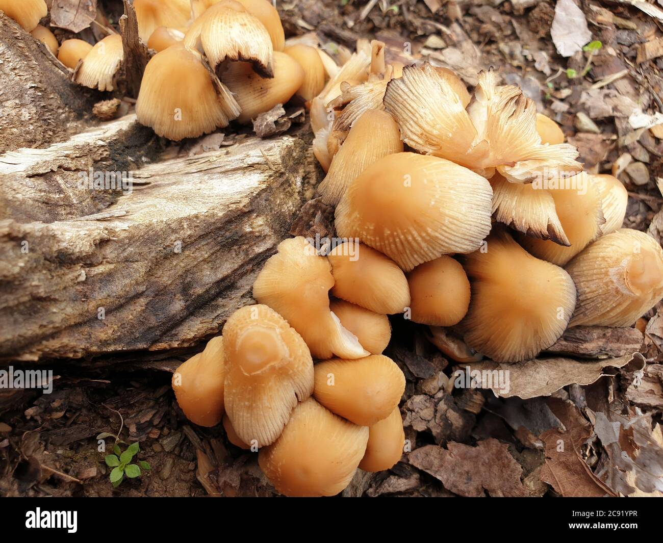 Mushrooms get disgusting WAY before they sprout other fungi. Interested in growing fungi. Fungiculture is the cultivation of mushrooms and other fungi Stock Photo