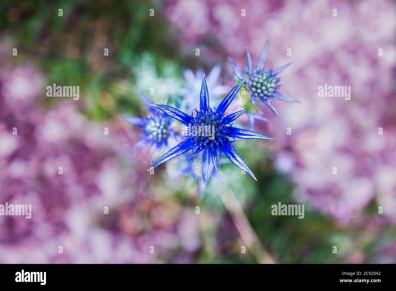 pretty blue purple wild flower, eryngium bourgatii, flowering in summer in Palencia, Spain Stock Photo