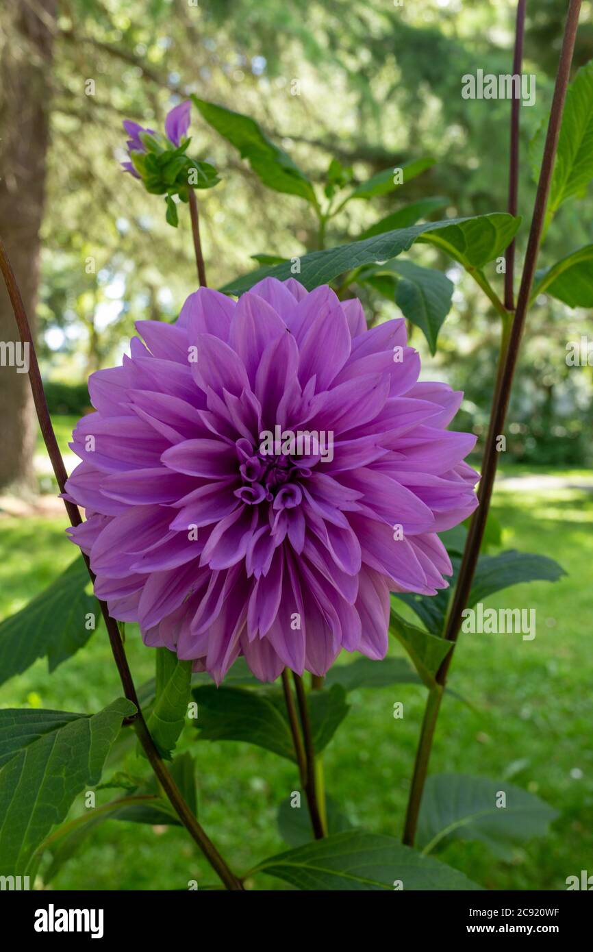 Big dahlia hi-res stock photography and images - Alamy