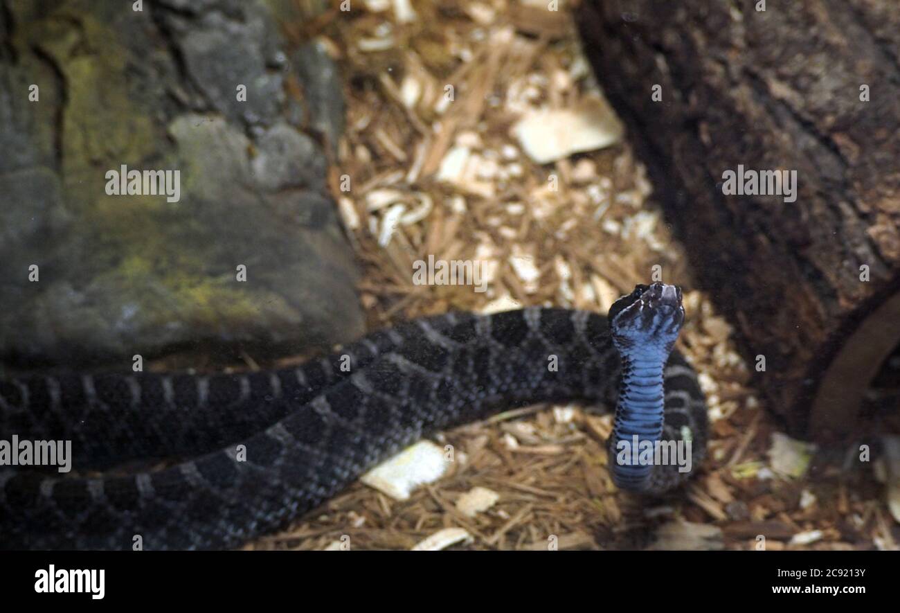 Closeup shot of a black pygmy rattlesnake at a zoo Stock Photo Alamy
