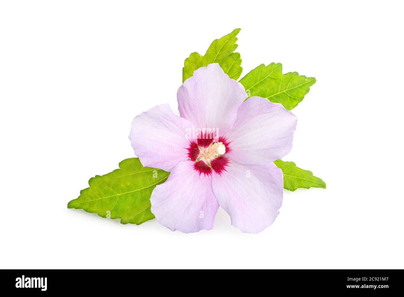 Pink or purple Rose Of Sharon flower isolated on white background. Hibiscus syriacus L. Stock Photo
