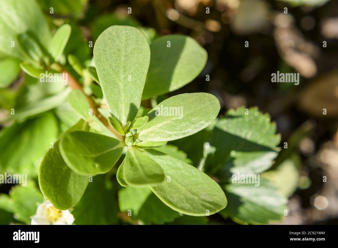 Portulaca oleracea or common purslane also known as duckweed is an annual succulent plant in the family Portulacaceae in July in the Italian Lazio reg Stock Photo