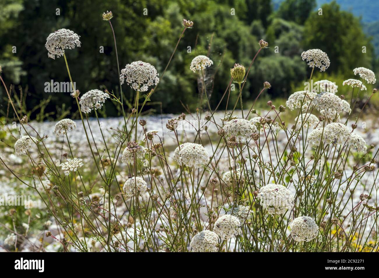 Ammi majus flowering plant on the riverbank,commonly known as bishop's weed or laceflower a member of the carrot family Apiaceae Stock Photo