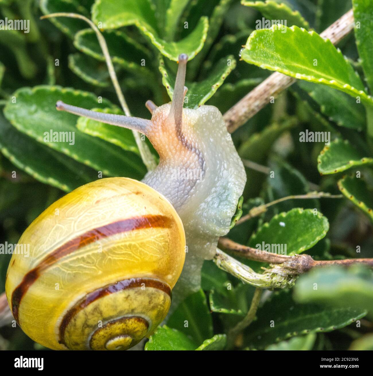 snail with a yellow shell Stock Photo Alamy
