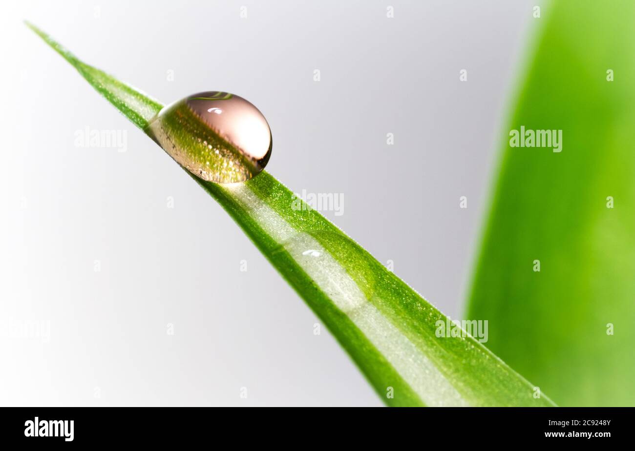 Water drop on a green leaf with a white background Stock Photo - Alamy