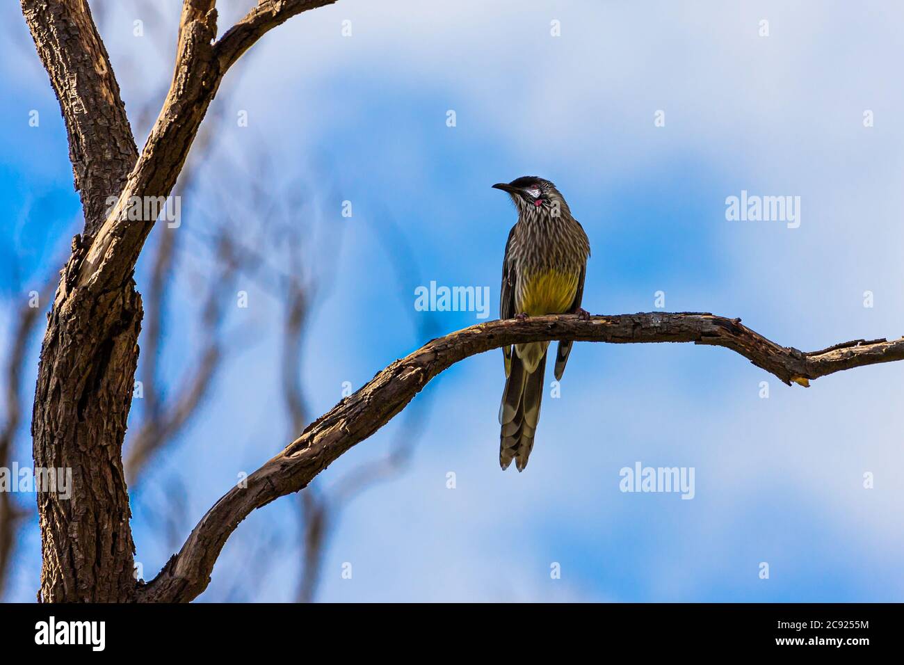 A Red Wattle Bird in a tree Stock Photo