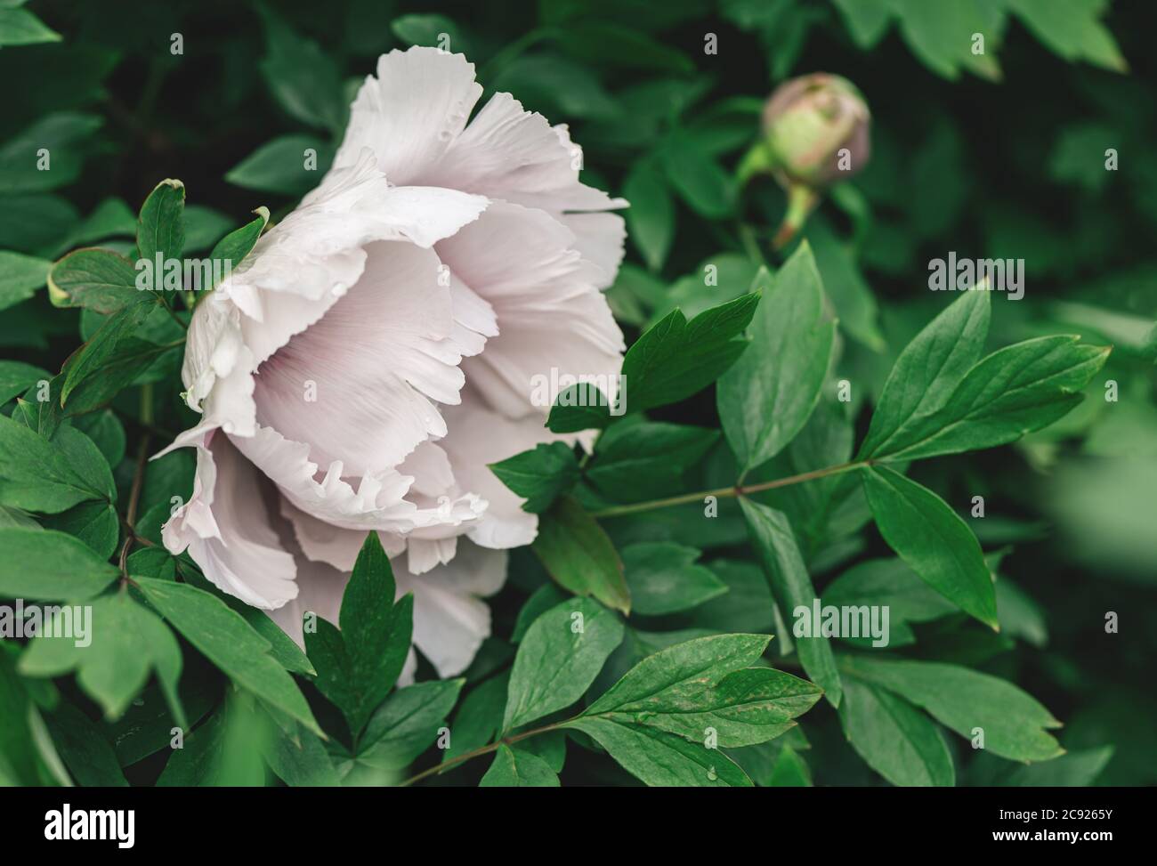 Beautiful light pink peony in a spring garden after rain. Dark green ...