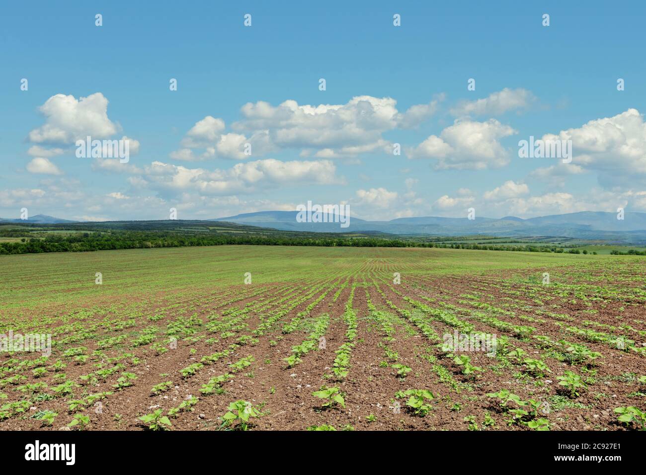 A field with rows of young sunflower plants on a sunny day Stock Photo ...