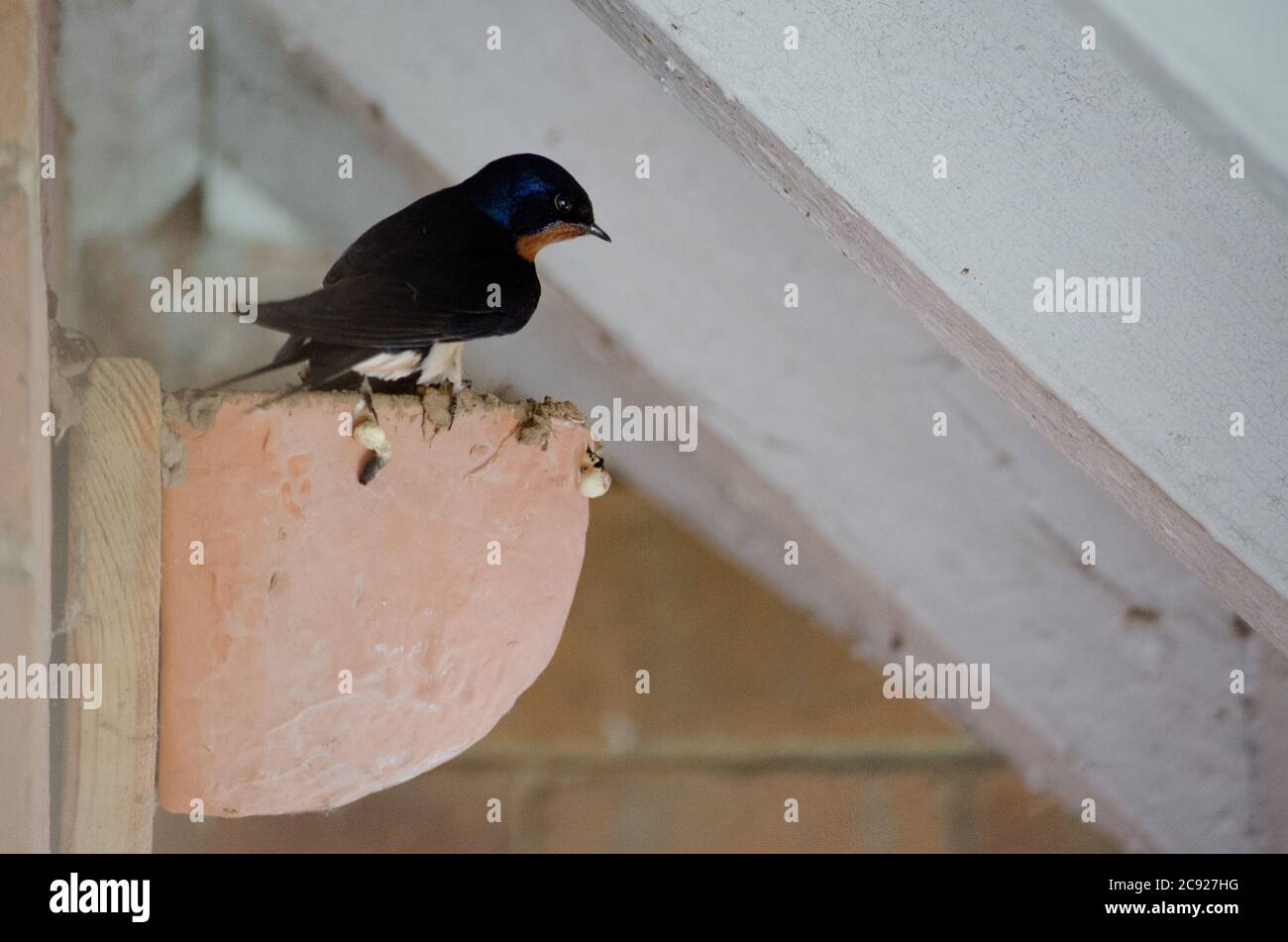 Swallows feeding babies at nest site, Devon, UK Stock Photo Alamy