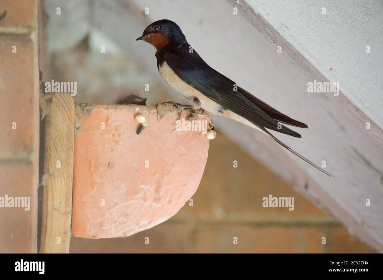 Swallows feeding babies at nest site, Devon, UK Stock Photo Alamy
