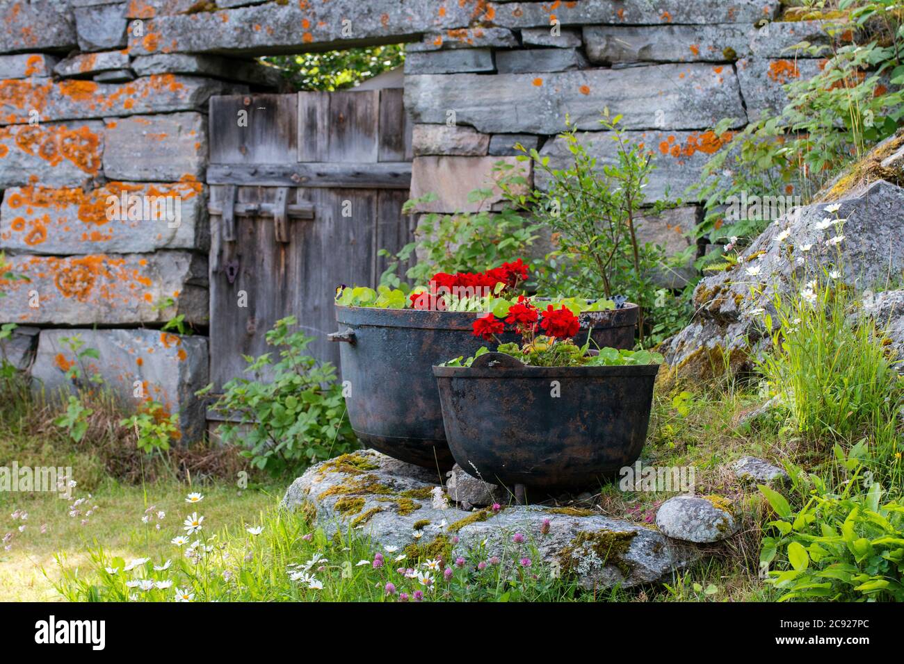 Rustic informal country garden/  Rustikaler informeller Landgarten/ jardin de campagne informel rustique at Lom mountain village,Norway Stock Photo