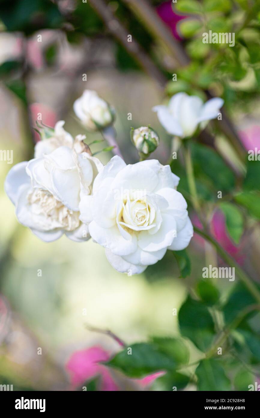 White Tea Rose Stock Photo