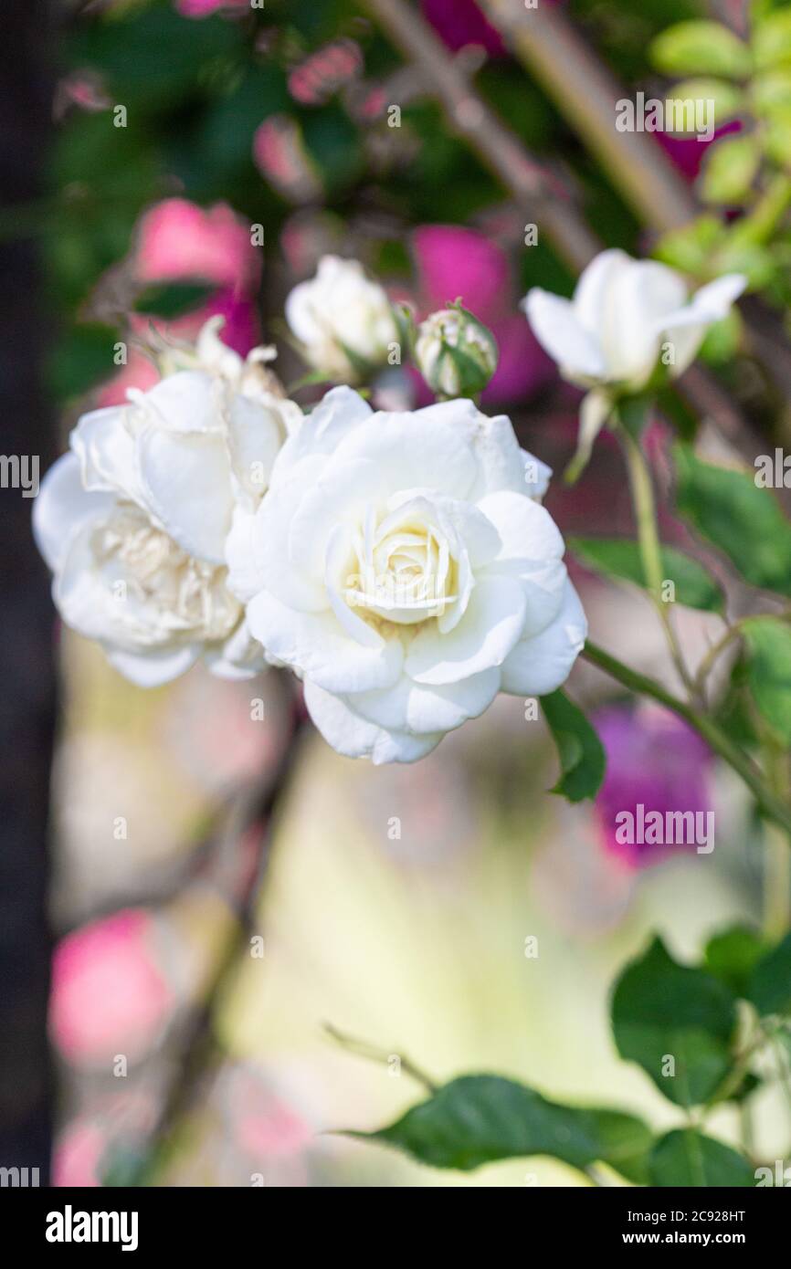White Tea Rose Stock Photo