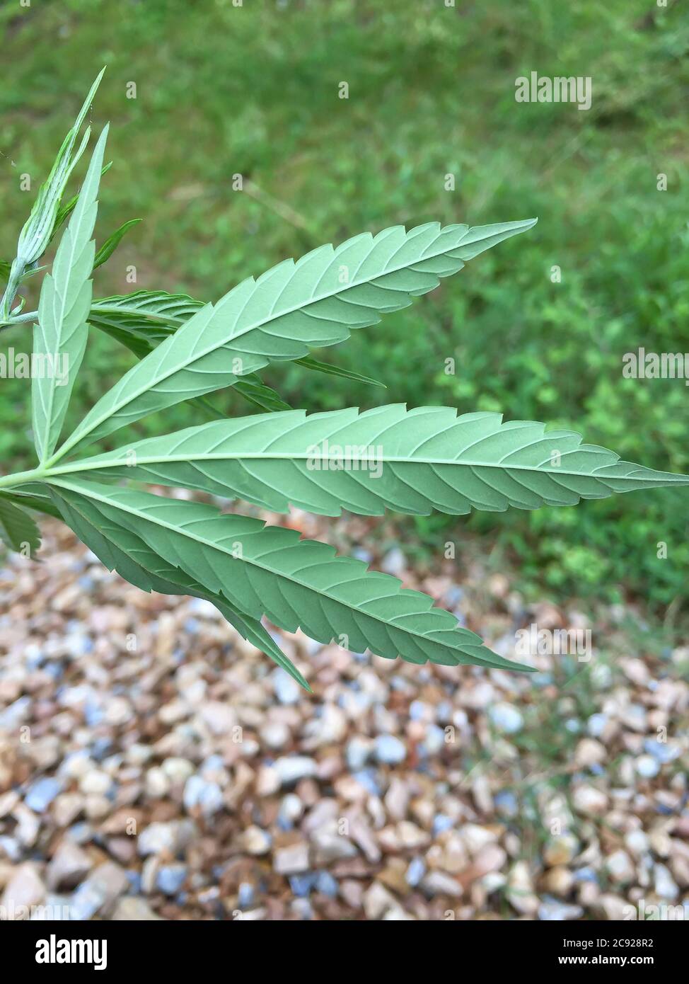 cannabis leaf ,Ganja from Himalayas Stock Photo