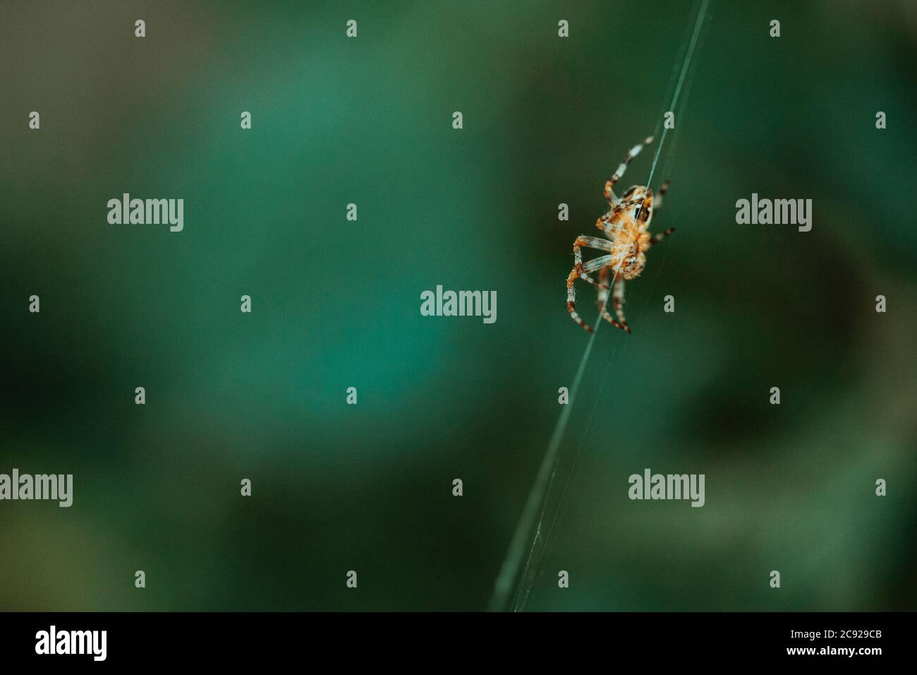 European garden spider (cross spider, Araneus diadematus) sitting in a ...