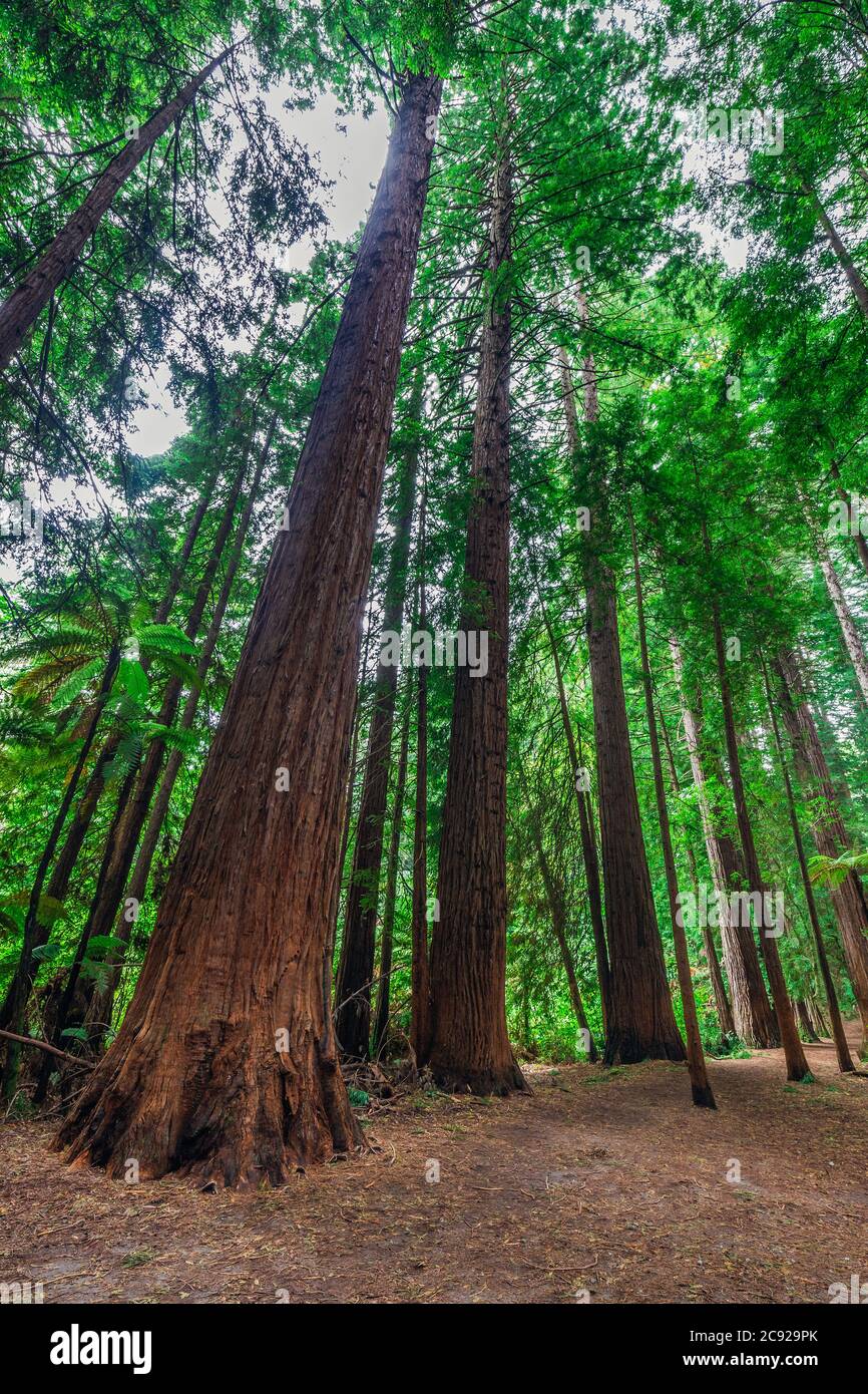 The Redwoods in the Whakarewarewa Forest. Redwoods Treewalk Rotorua
