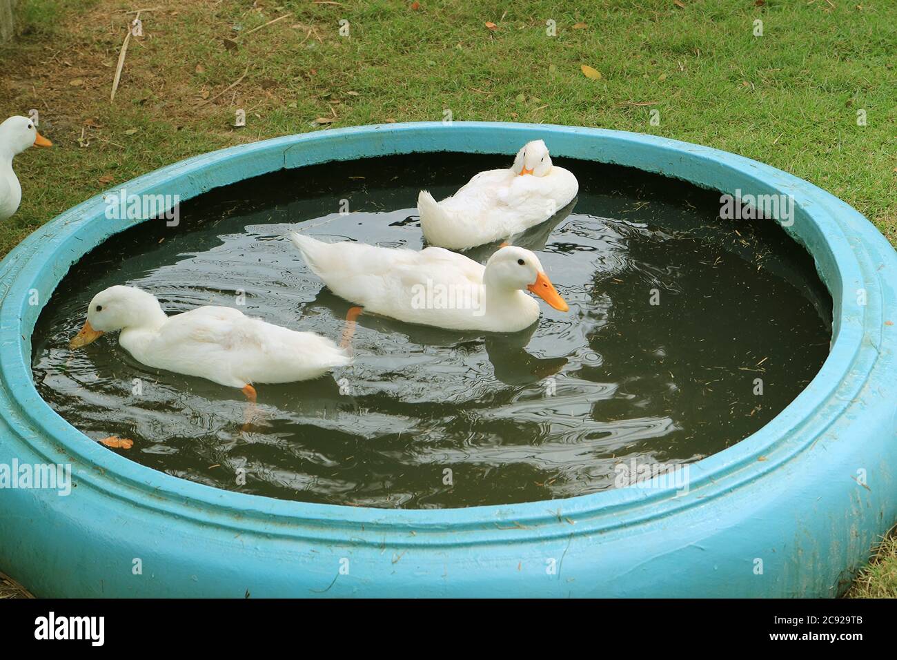Group Of White Pekin Ducks Relaxing In A Backyard Basin Stock Photo Alamy