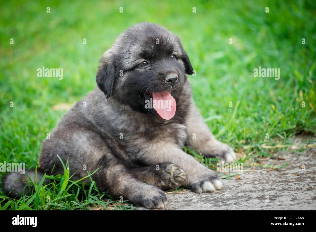 yugoslavian shepherd dog