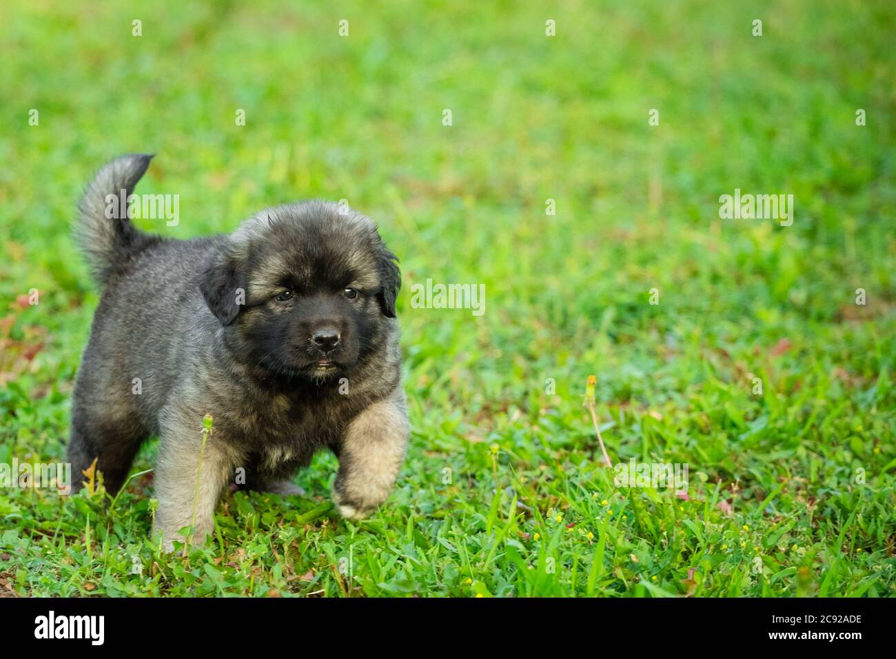 Sarplaninac puppy 2025