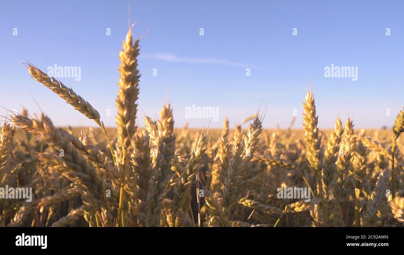 Wheat field. Ears of golden wheat close up Stock Photo - Alamy