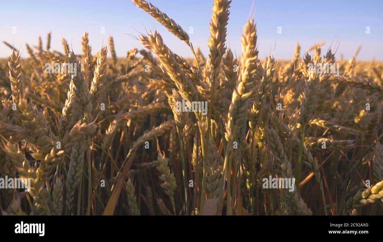 Wheat field. Ears of golden wheat close up Stock Photo - Alamy