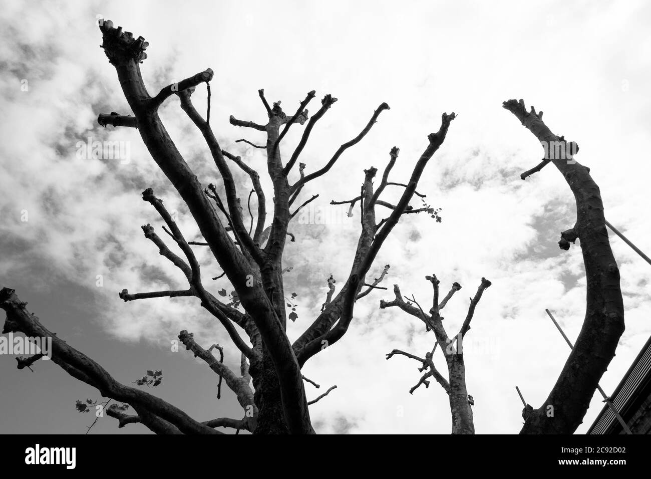 Tree branches after being cut down Stock Photo Alamy