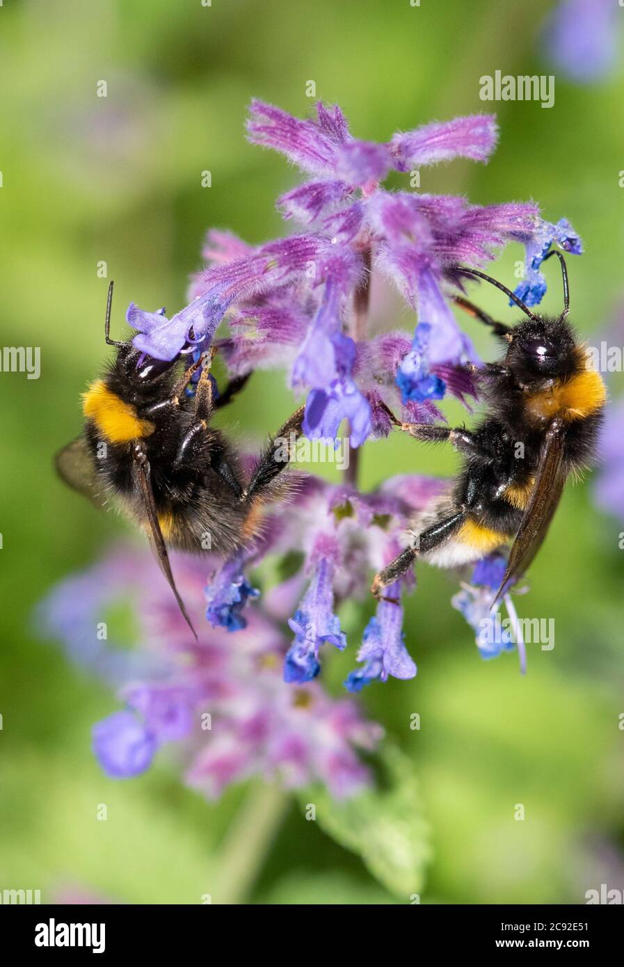 Bumble bees collecting pollen from Catmint flowers, Chipping, Preston, Lancashire. Stock Photo