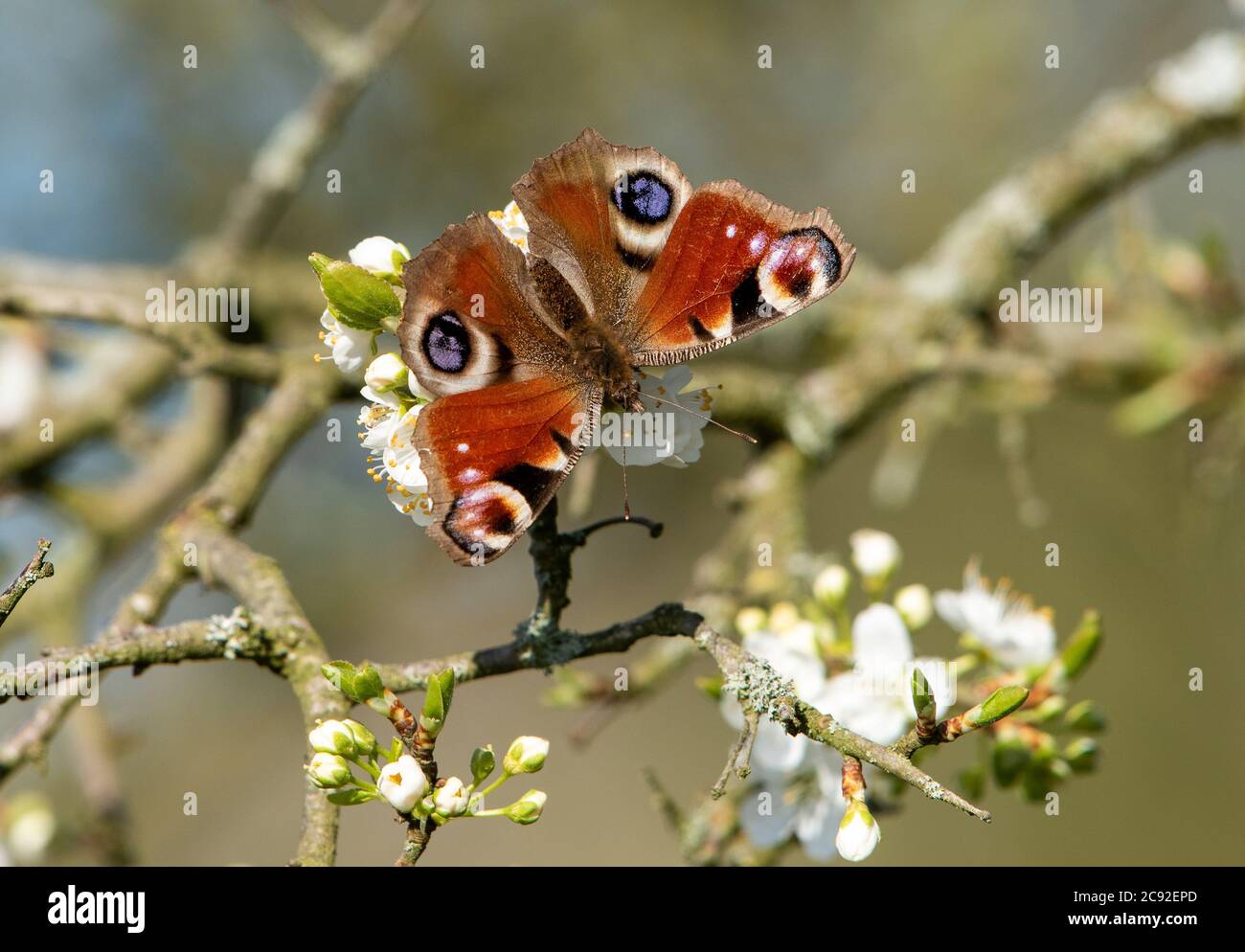 uk-peacock-butterfly-hi-res-stock-photography-and-images-alamy