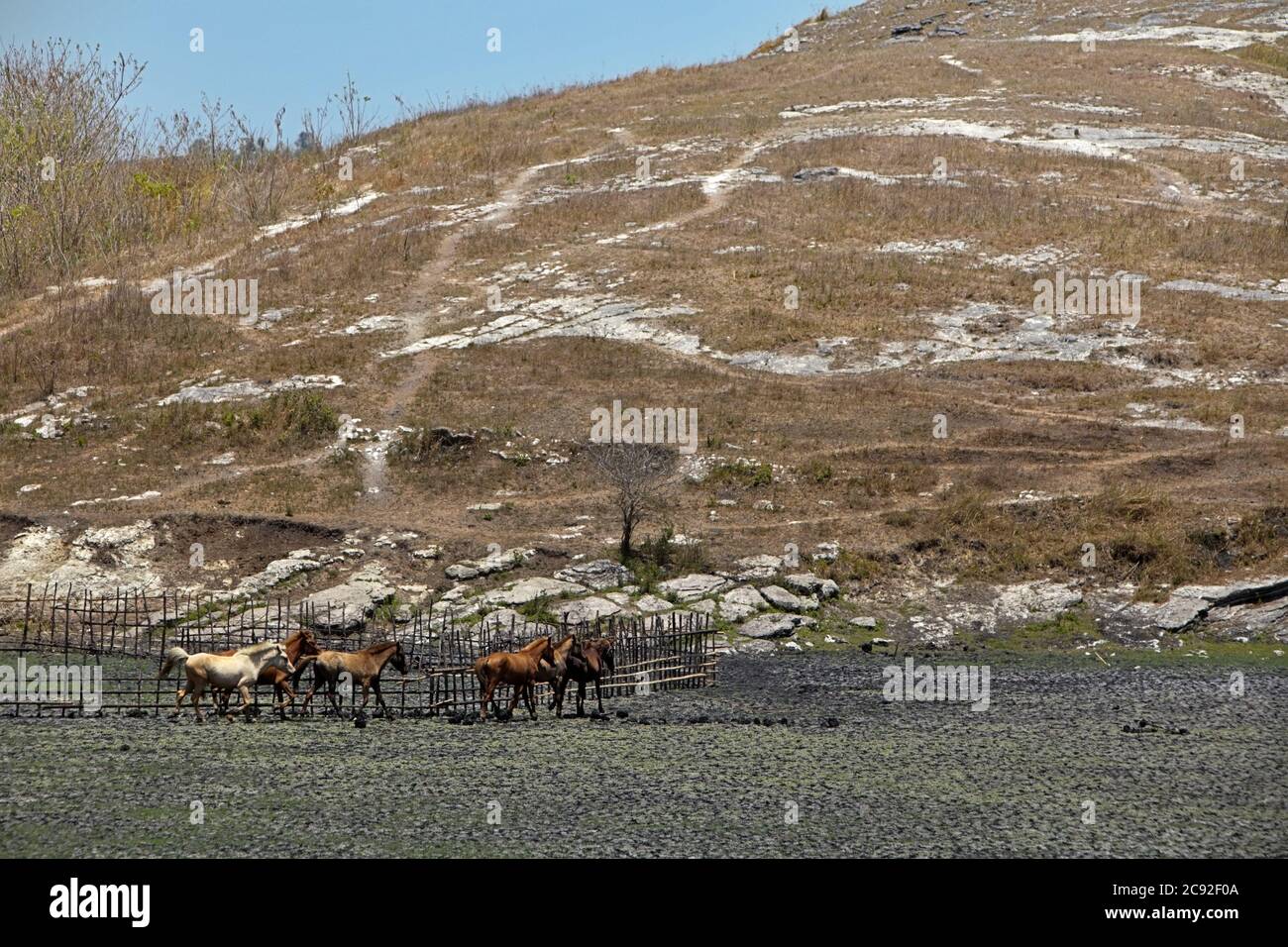 Sumba ponies at a farm on dry landscape during dry season in East Sumba, East Nusa Tenggara, Indonesia. Stock Photo