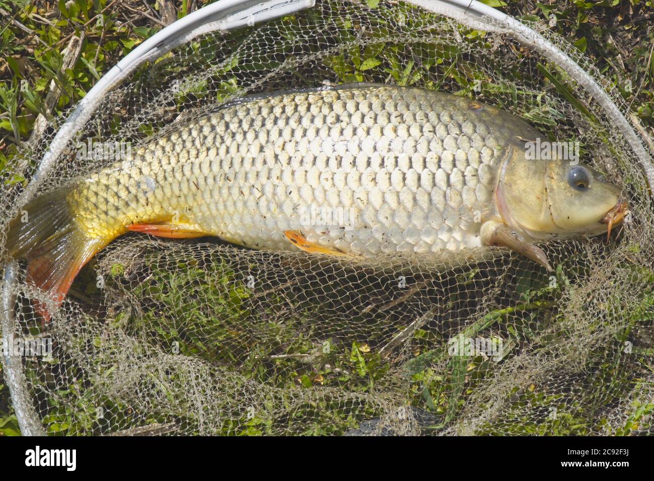 Carp in net Clearance