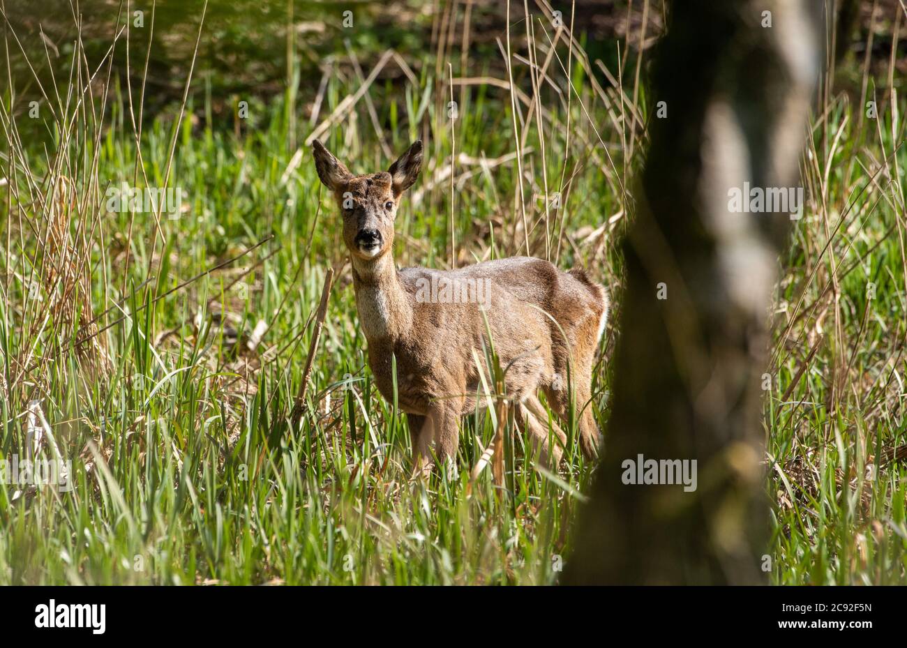 Roe deer hind, Chipping, Preston, Lancashire, UK Stock Photo