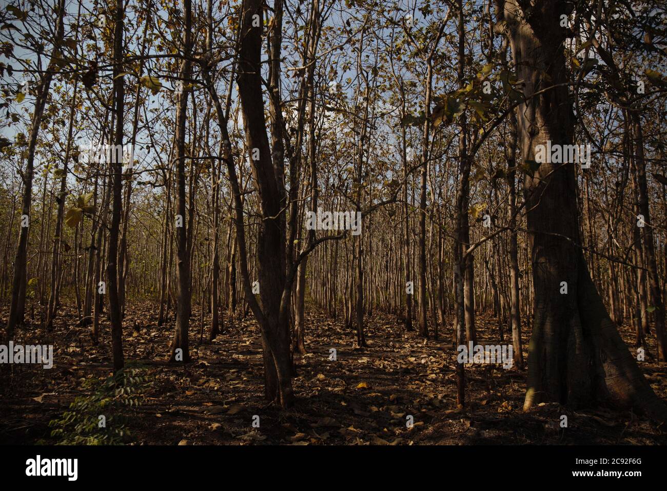 A teak plantation during dry season on the outskirts of Waikabubak, West Sumba, East Nusa Tenggara, Indonesia. Stock Photo