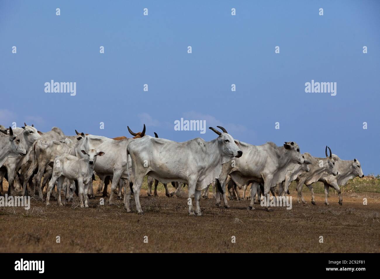 A cattle herd (Sumba ongole) on a coastal grassland during dry season in Tosi, Pero Batang, Kodi, Southwest Sumba, East Nusa Tenggara, Indonesia. Stock Photo