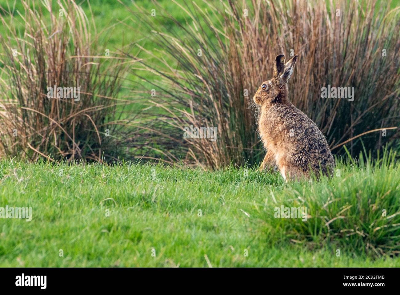 European Brown Hare, Chipping, Preston, Lancashire, UK Stock Photo