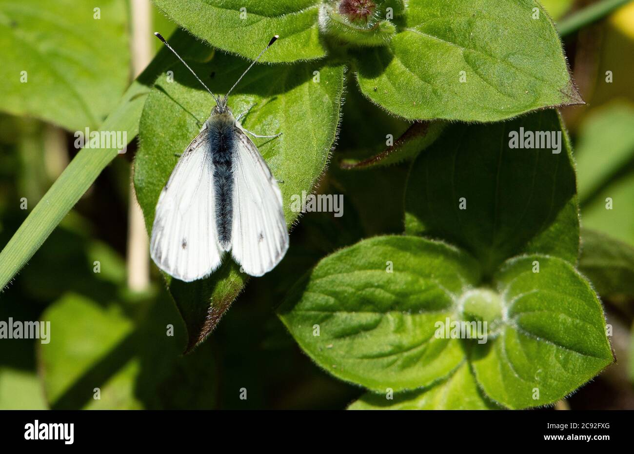 A Green-veined white butterfly, Chipping, Preston, Lancashire, UK Stock Photo