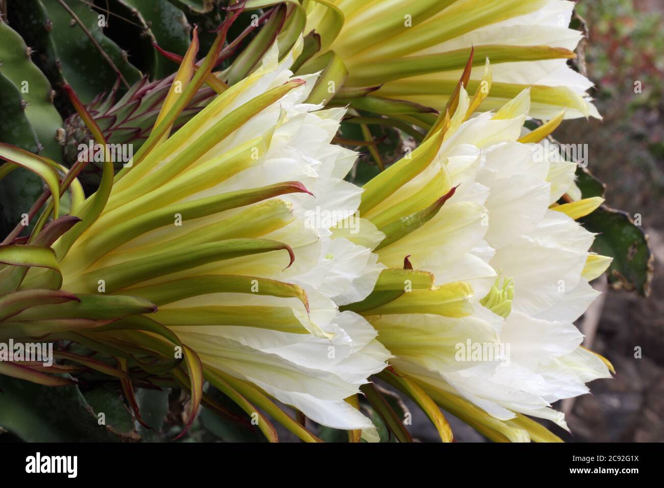 Kaktus hylocereus undatus Stock Photo