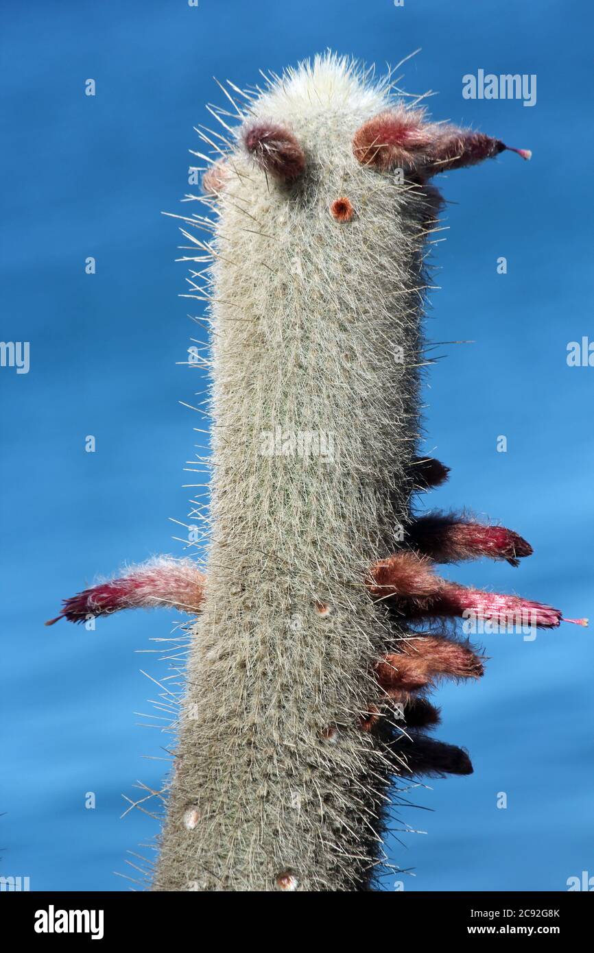 Kaktus cleistocactus strausii Stock Photo - Alamy