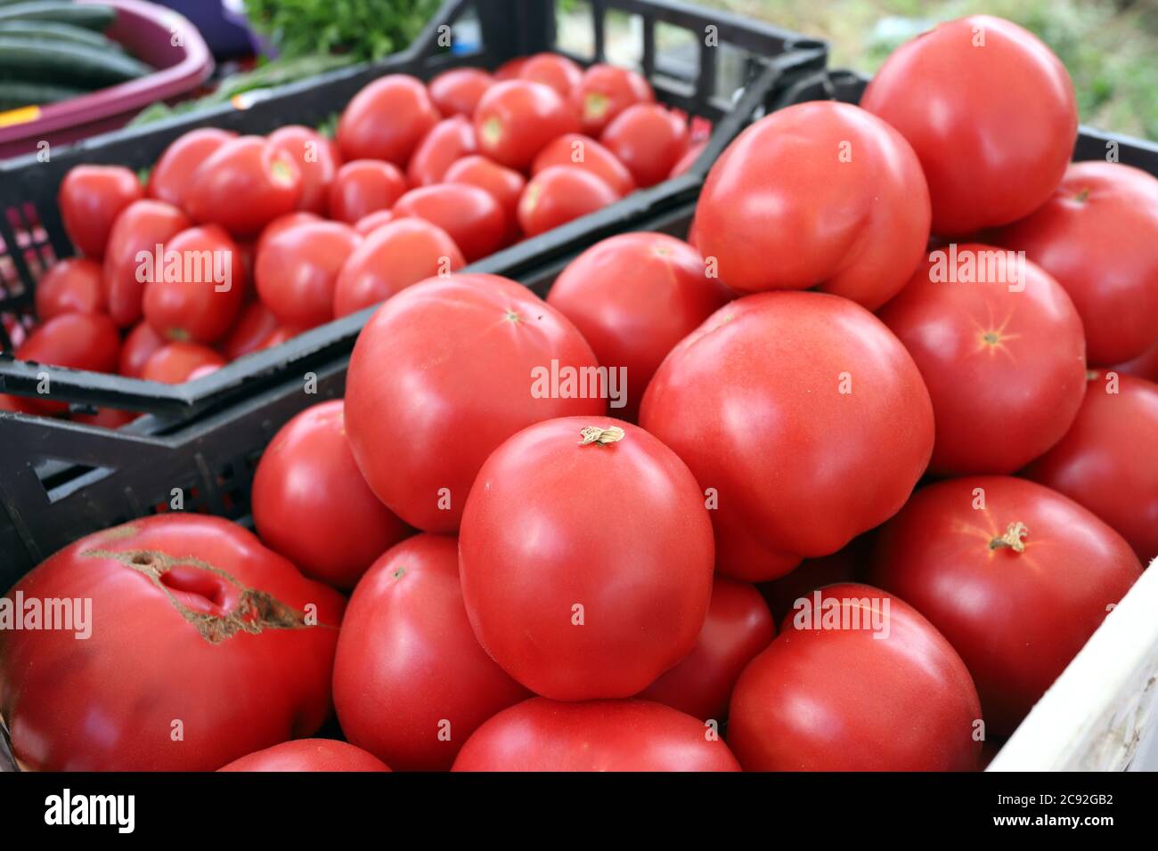 Fresh organic tomatoes on a farmer’s market. Tomatoes pattern. Stock Photo