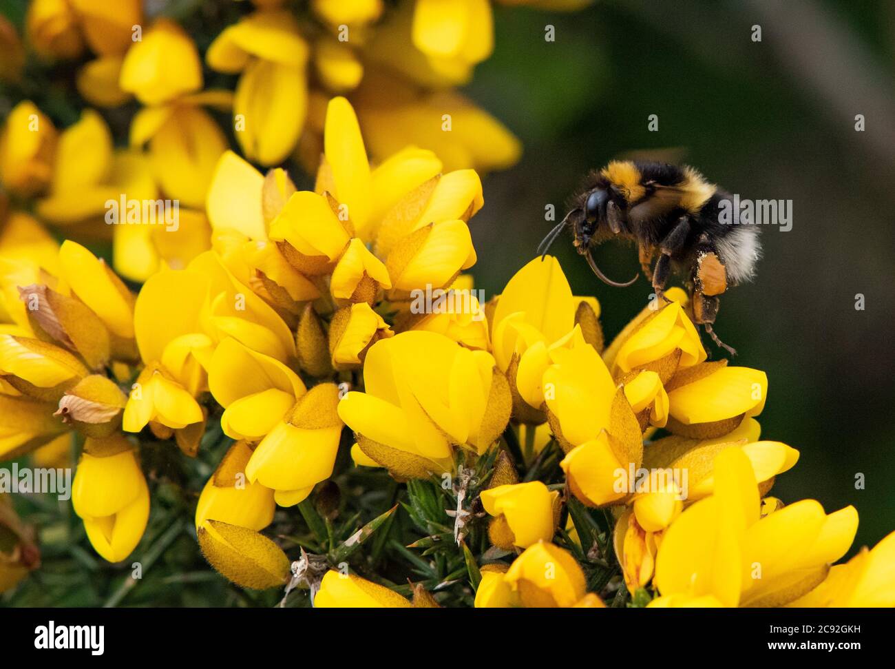 White-tailed bumblebee flying and gorse bushe, Chipping, Preston, Lancashire, UK Stock Photo