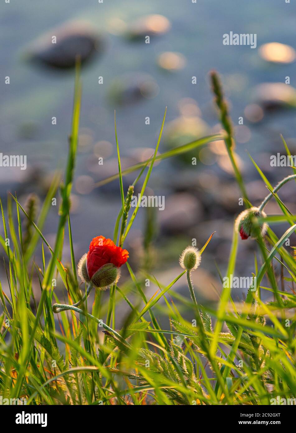 Poppy flowers in green agricultural hi-res stock photography and images ...