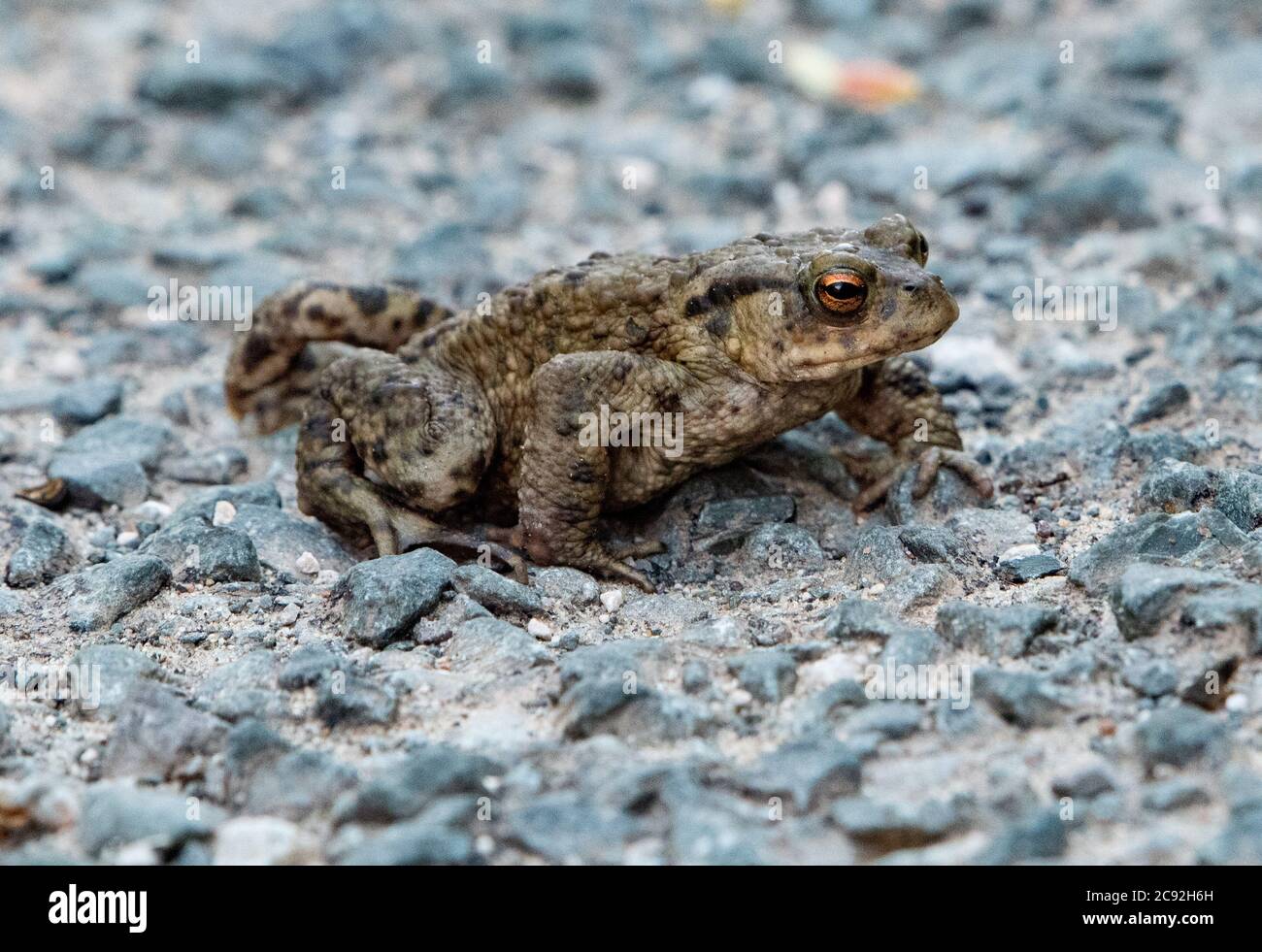 A Toad on a road, Chipping, Preston, Lancashire, UK Stock Photo