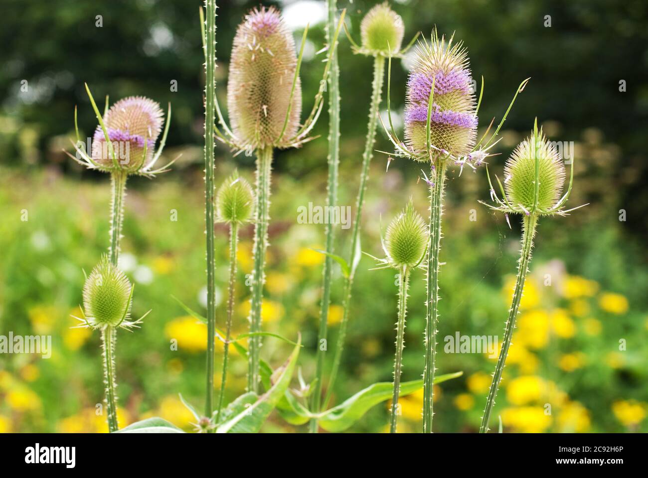 Teasels in a riverside woodland Stock Photo