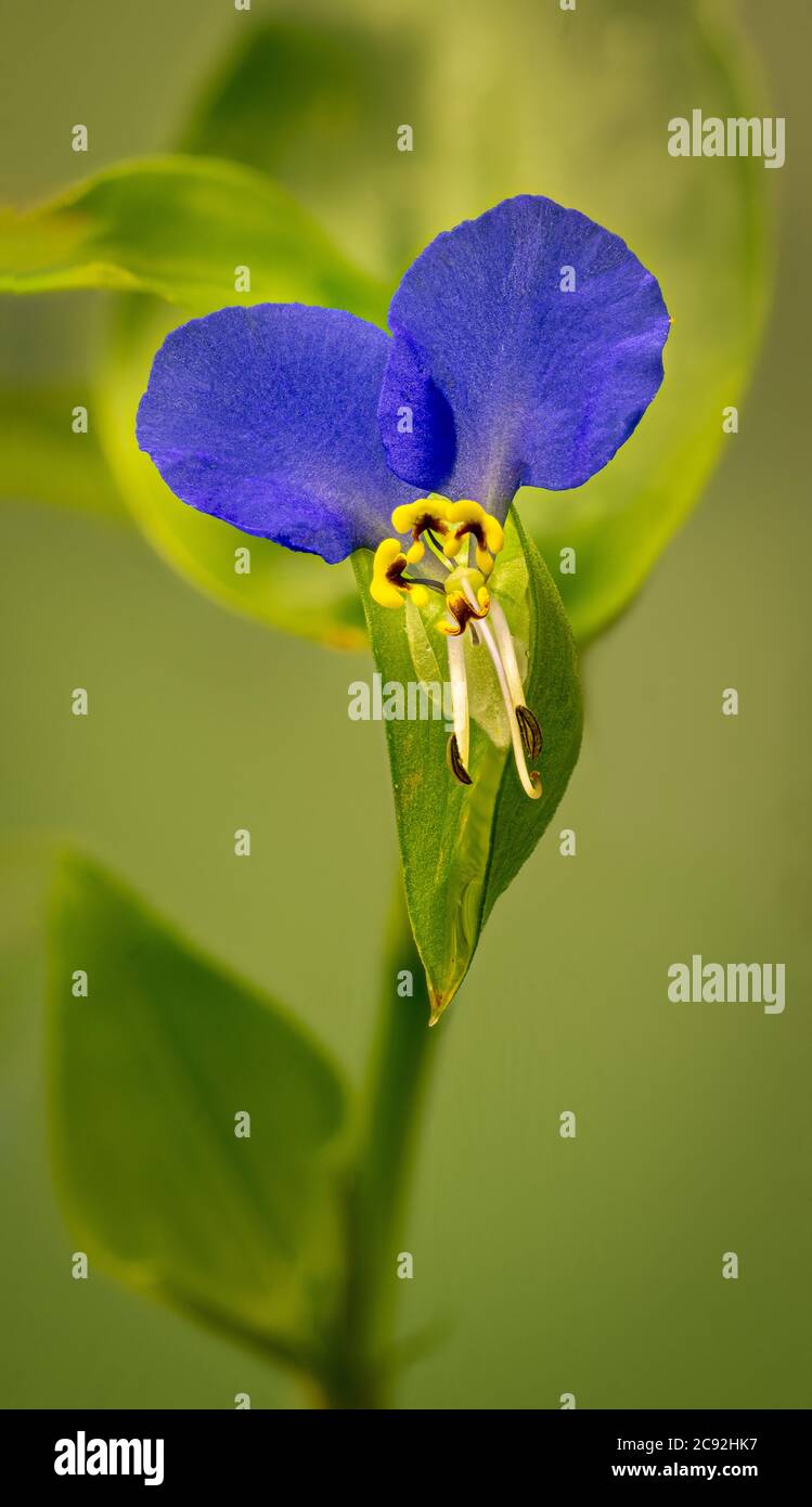 Commelina communis, commonly known as the Asiatic dayflower, is native throughout much of East Asia and the northern parts of Southeast Asia. Introduc Stock Photo