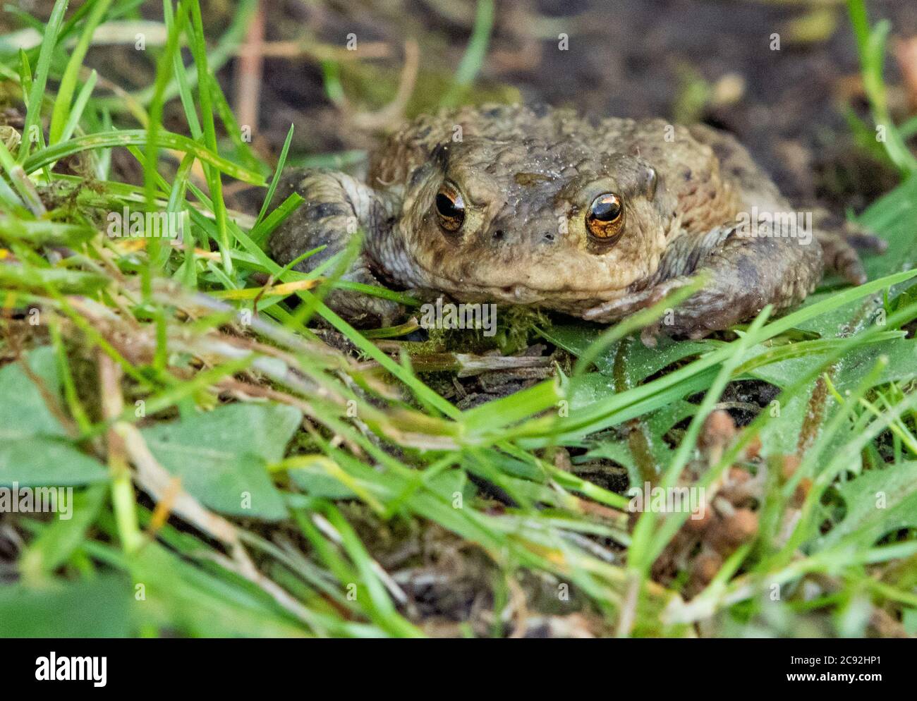 A Toad, Chipping, Preston, Lancashire, UK Stock Photo