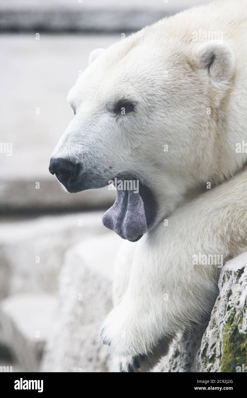 Eisbär Stock Photo