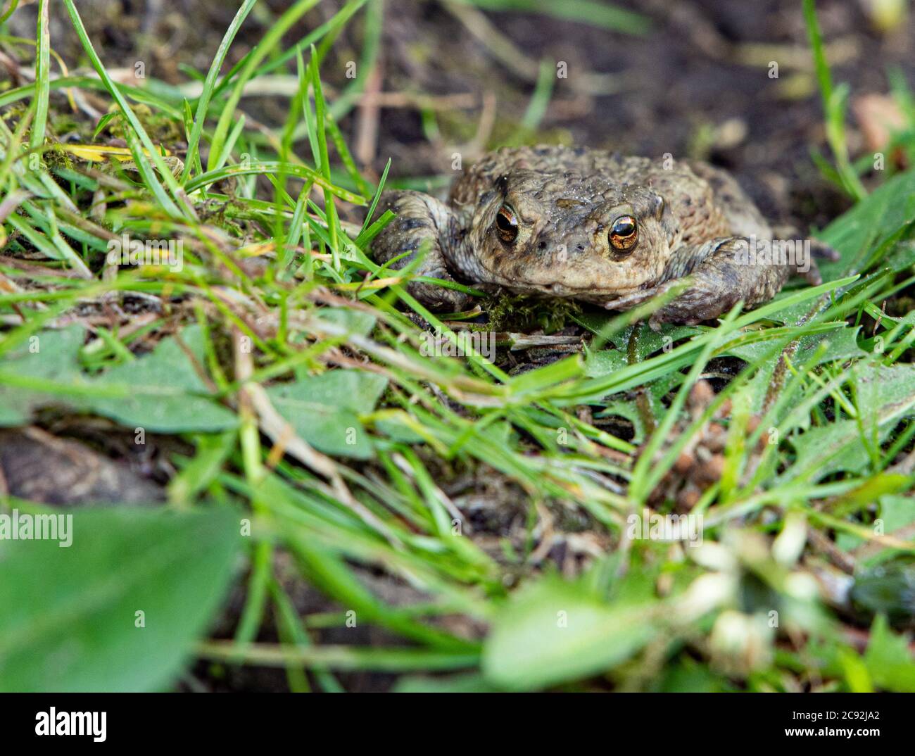 A Toad, Chipping, Preston, Lancashire, UK Stock Photo